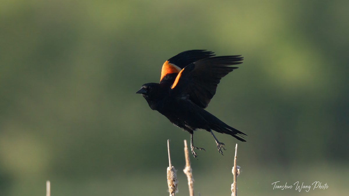 Red-winged Blackbird - ML619554522