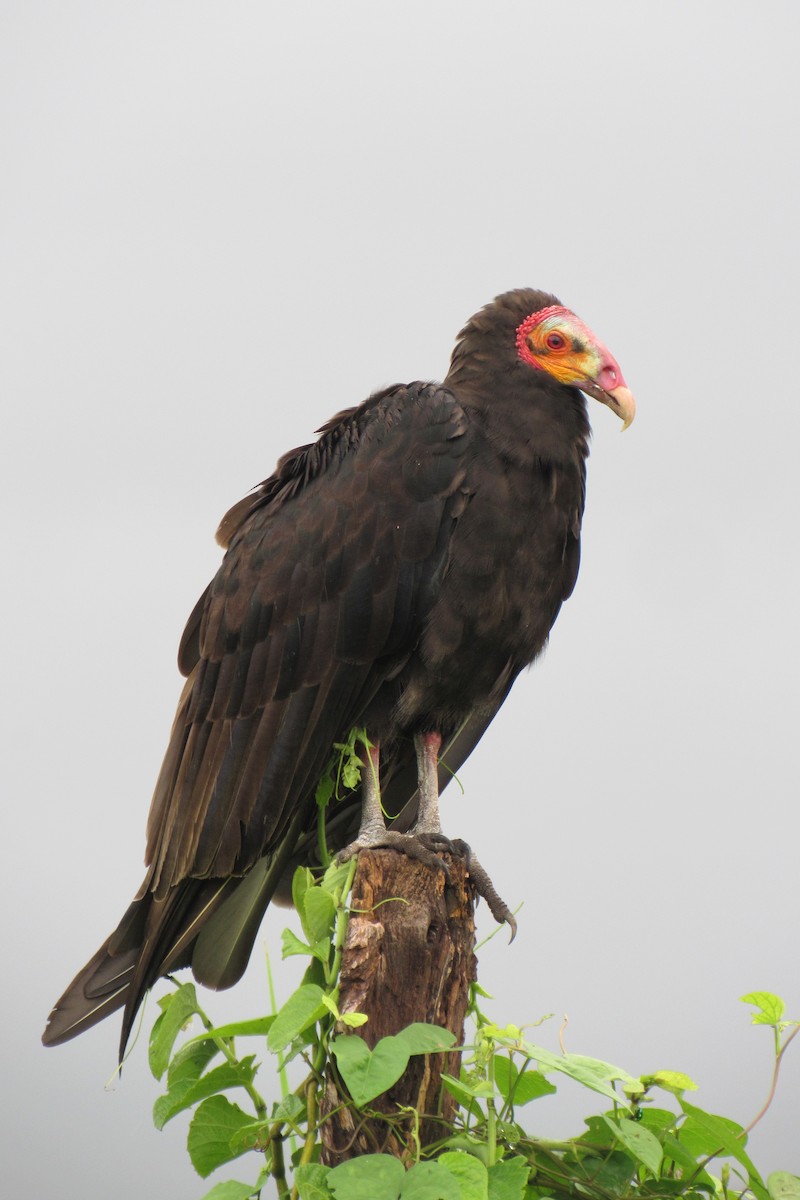 Lesser Yellow-headed Vulture - ML619554524