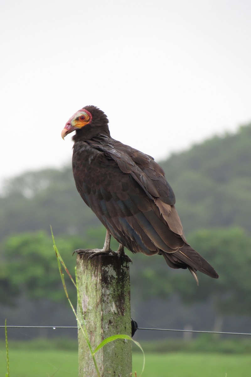 Lesser Yellow-headed Vulture - ML619554526
