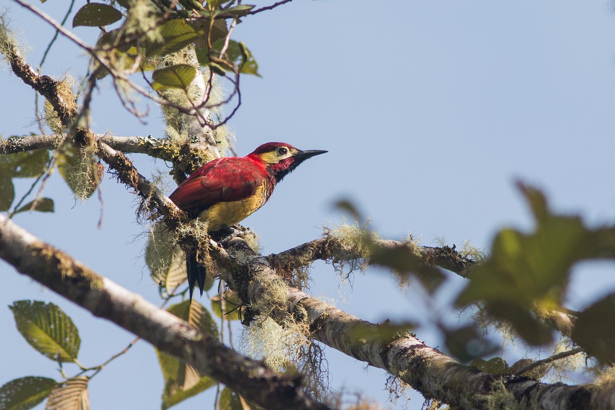 Crimson-mantled Woodpecker - ML619554622