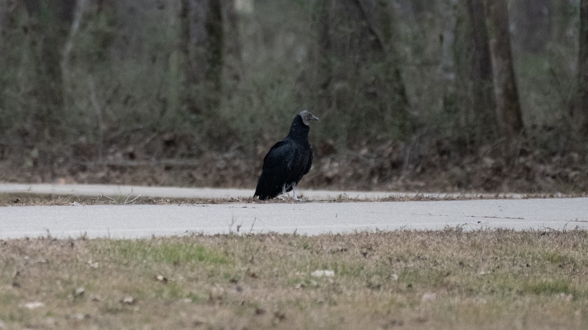 Black Vulture - ML619554702