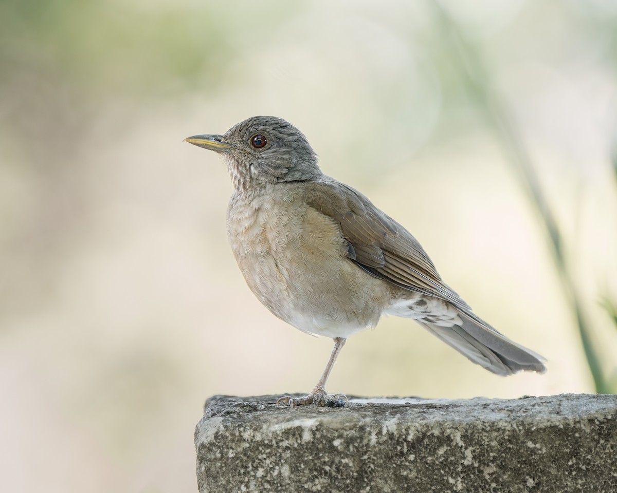 Pale-breasted Thrush - ML619554714