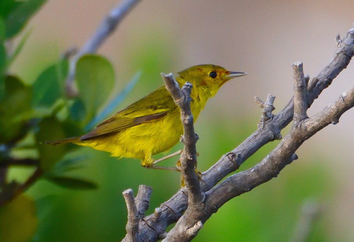 Yellow Warbler (Mangrove) - ML619554731