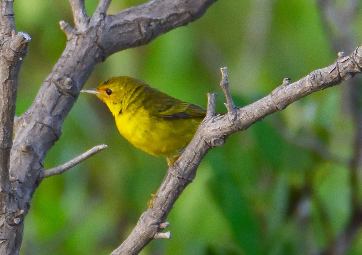 Yellow Warbler (Mangrove) - ML619554732
