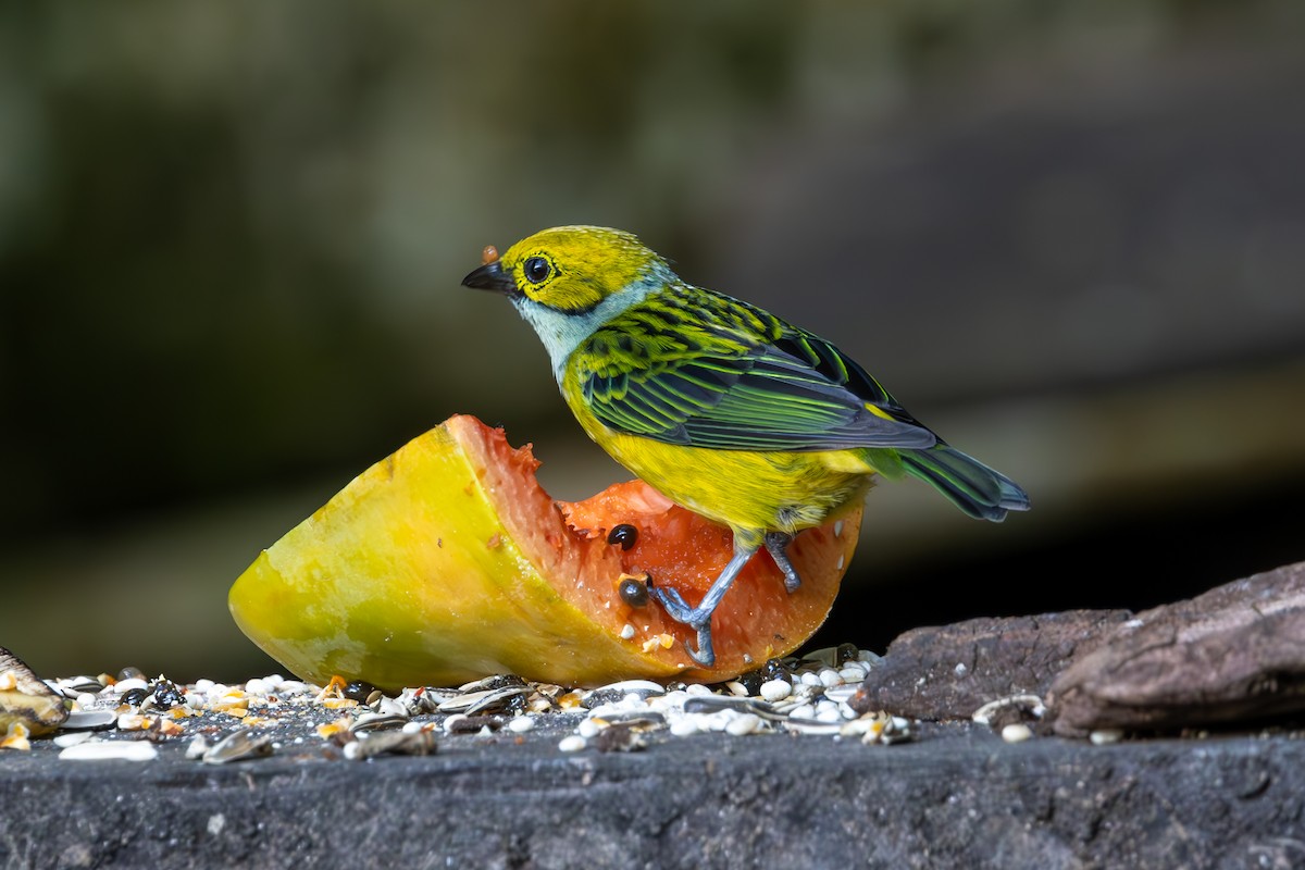 Silver-throated Tanager - ML619554745