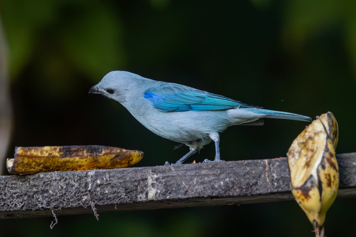 Blue-gray Tanager - ML619554748