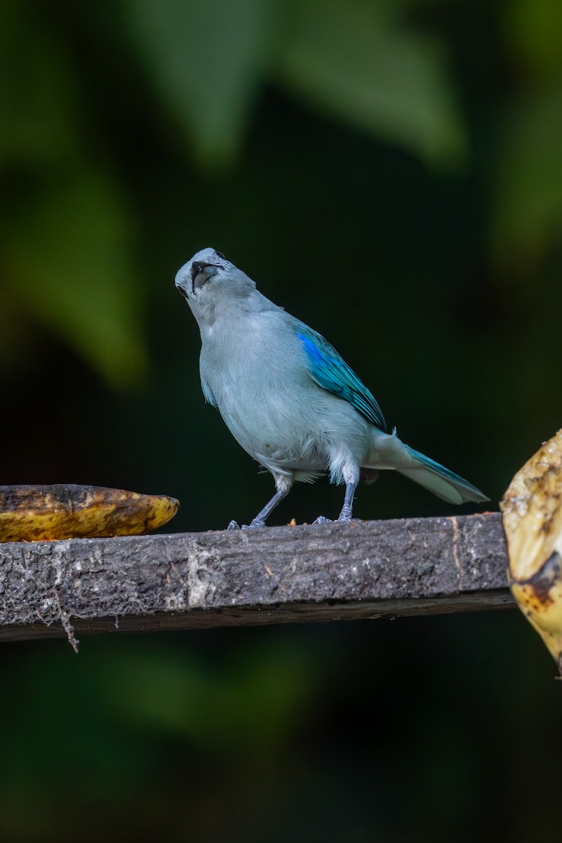 Blue-gray Tanager - ML619554749