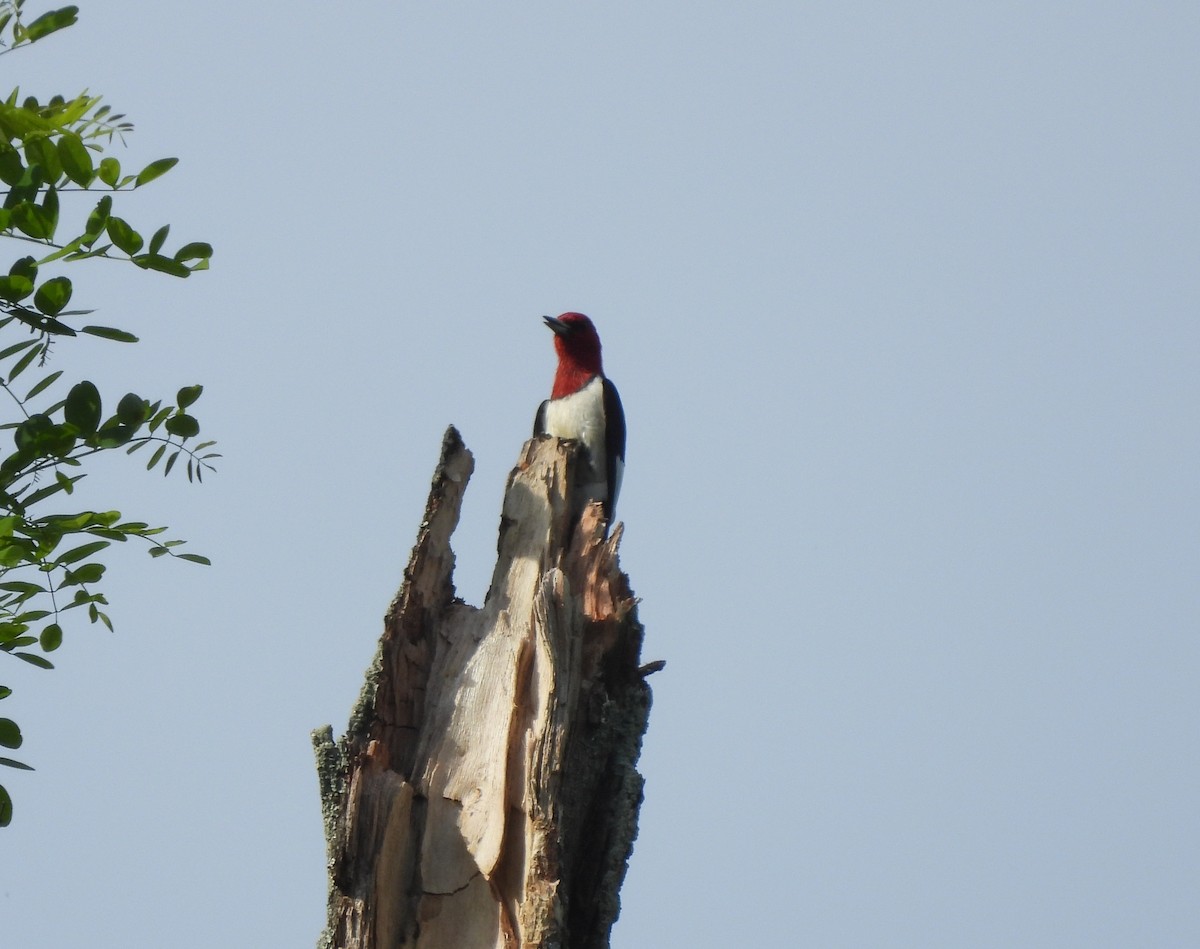 Red-headed Woodpecker - ML619554753