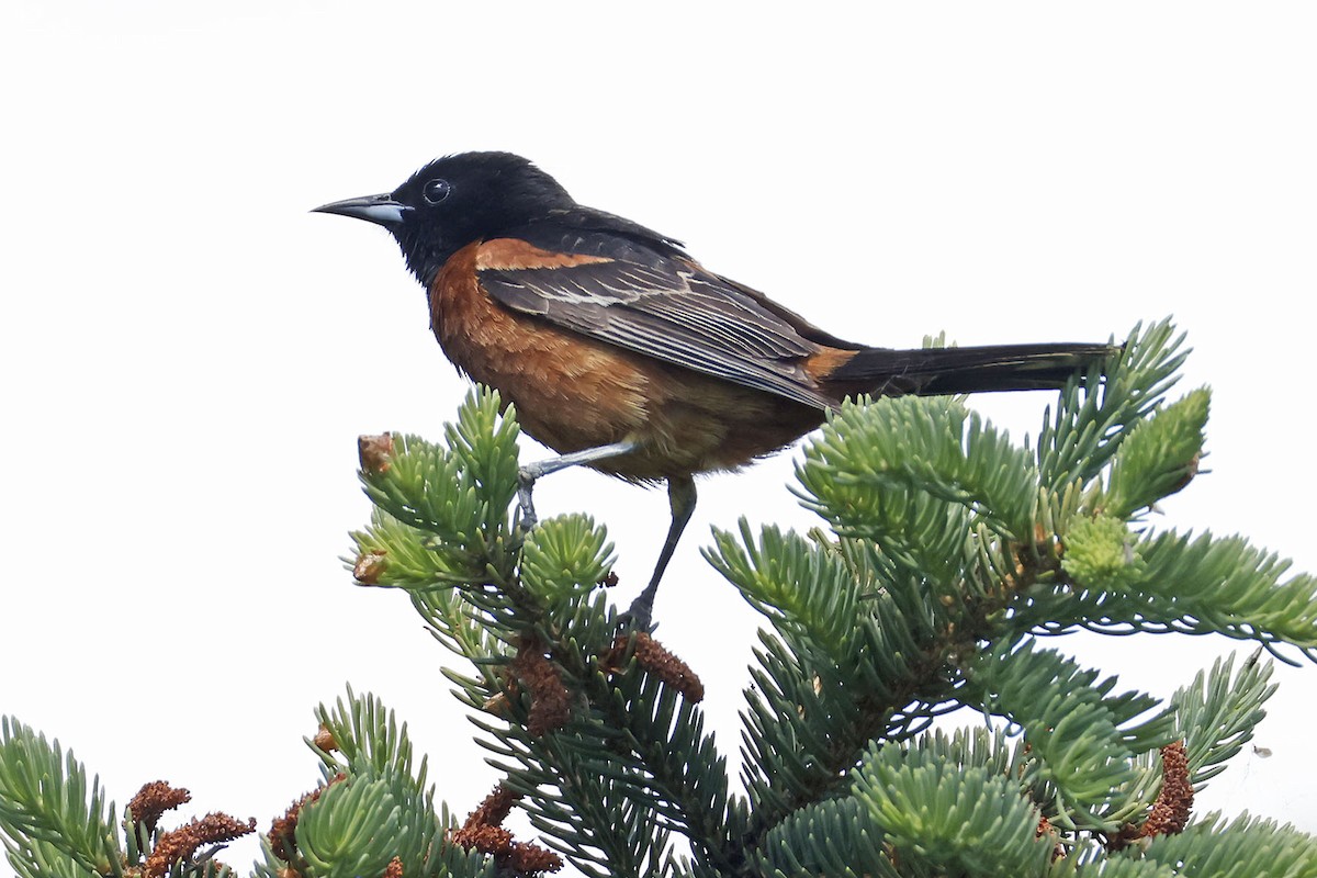 Orchard Oriole - ML619554757