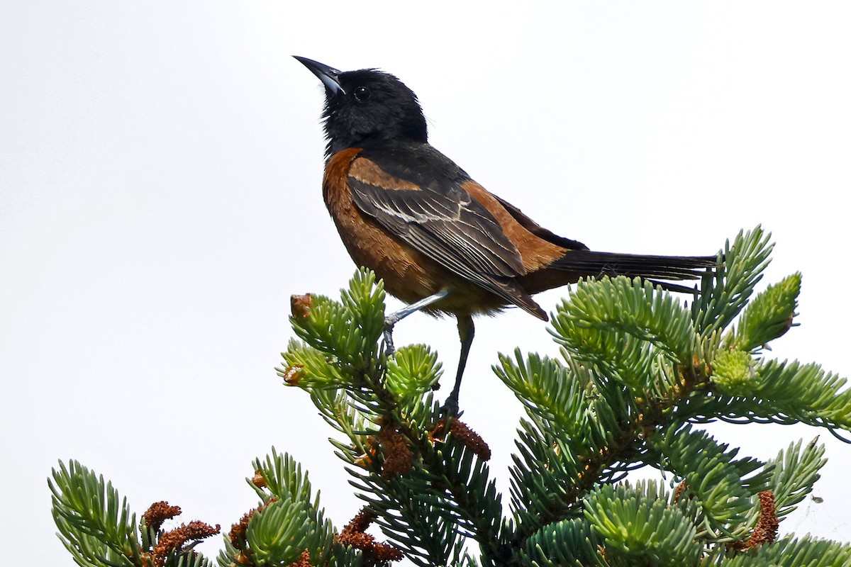 Orchard Oriole - ML619554758