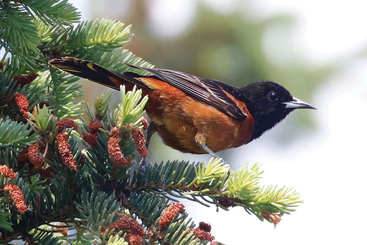 Orchard Oriole - ML619554759