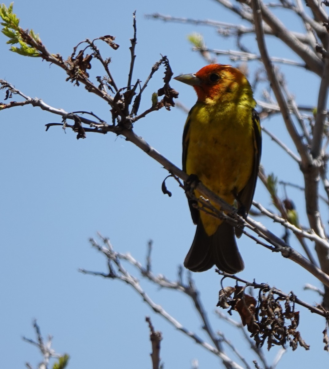 Western Tanager - ML619554813