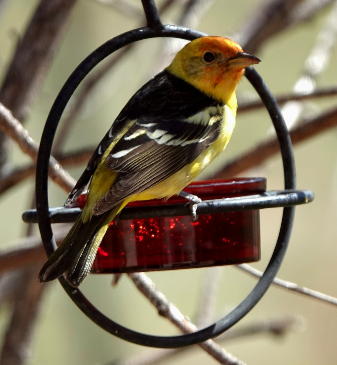 Western Tanager - ML619554814