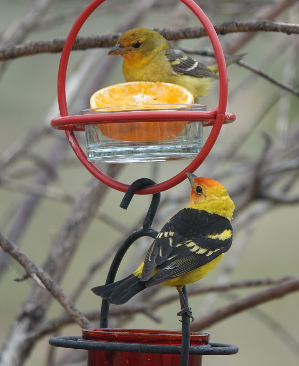 Western Tanager - ML619554818