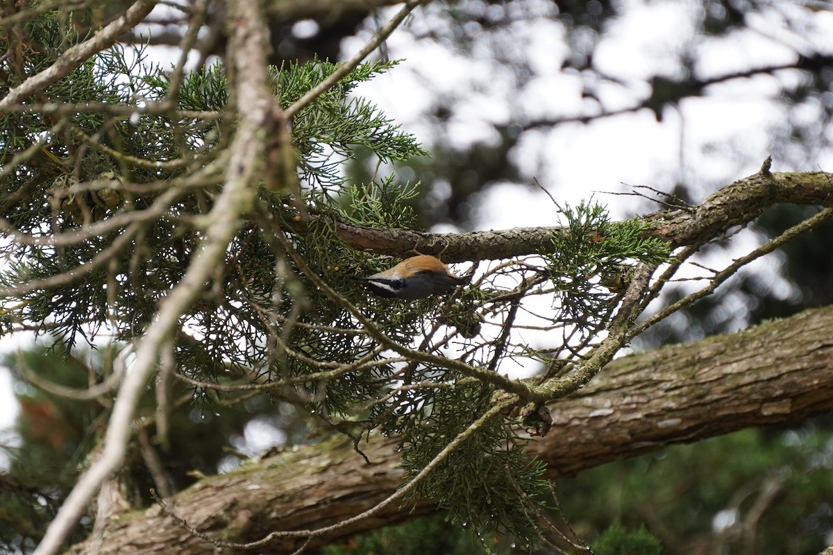 Red-breasted Nuthatch - ML619554822