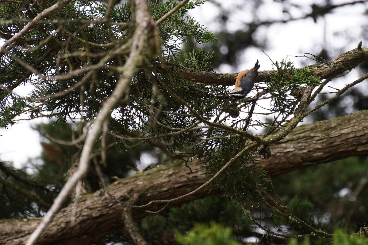 Red-breasted Nuthatch - ML619554824