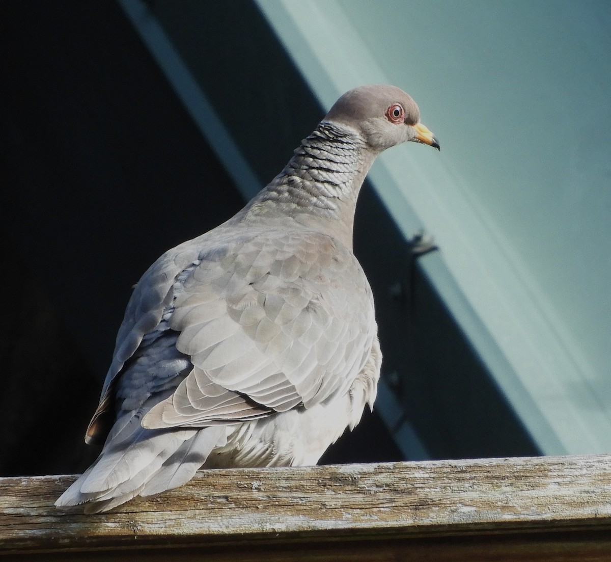 Band-tailed Pigeon - ML619554831
