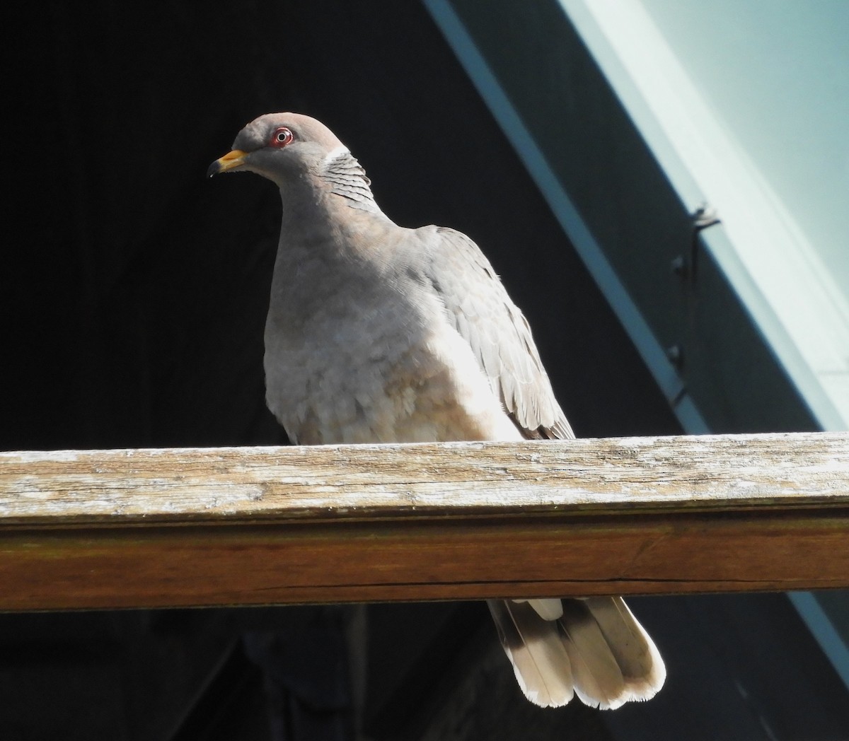 Band-tailed Pigeon - ML619554832