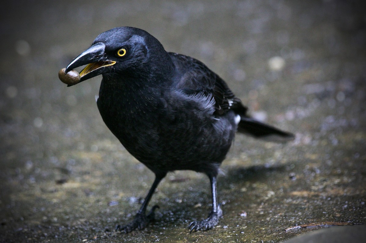 Pied Currawong - ML619554908