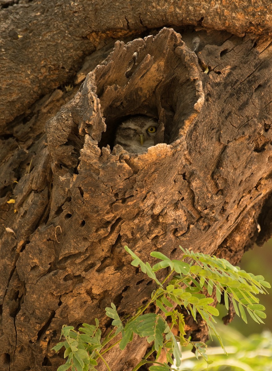 Spotted Owlet - ML619554913
