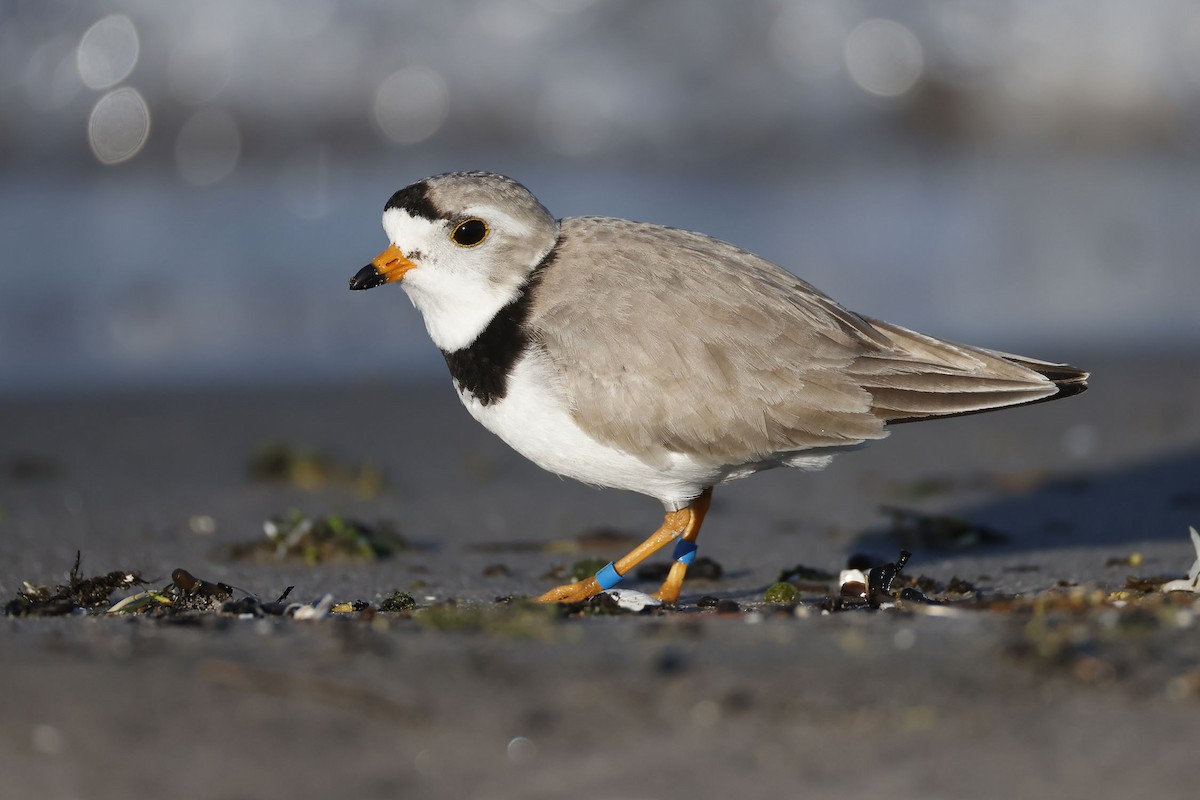 Piping Plover - ML619554929