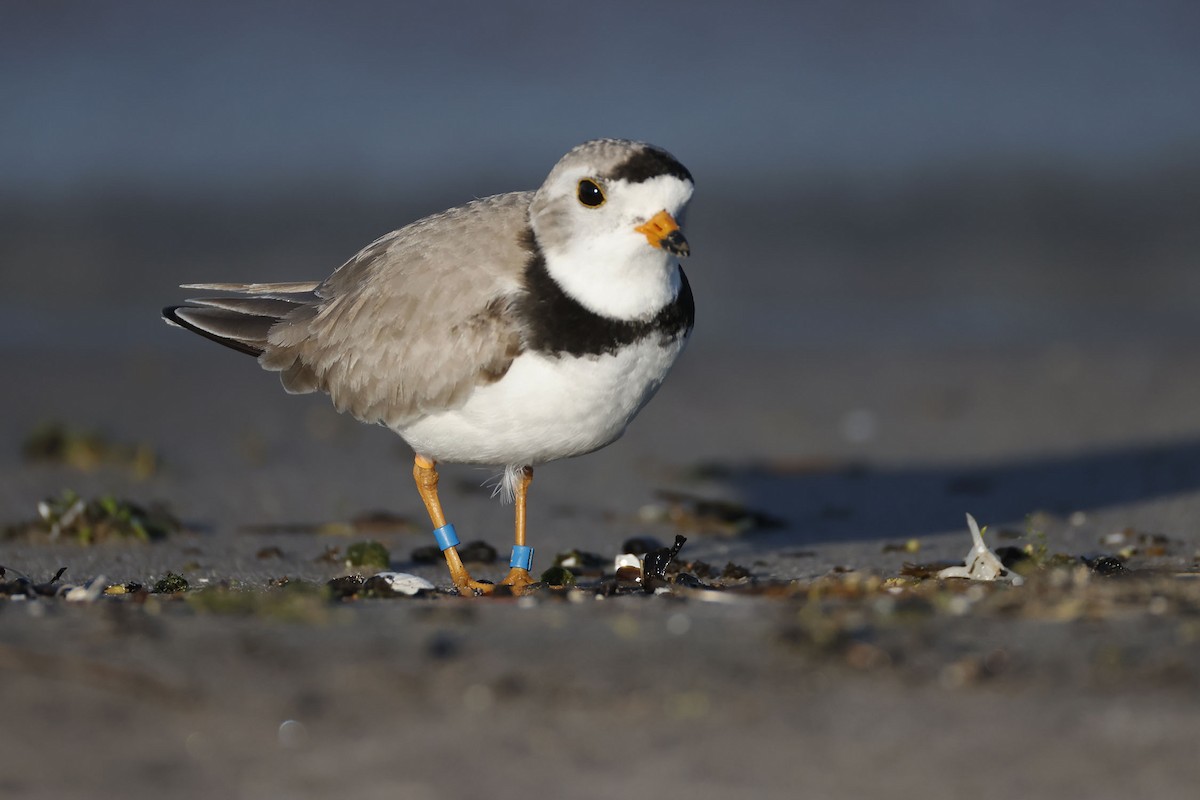 Piping Plover - ML619554930