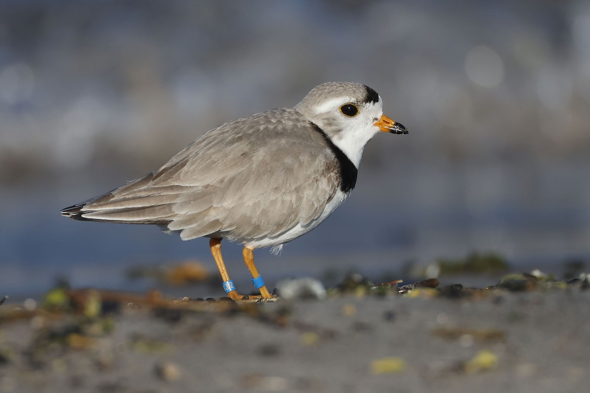 Piping Plover - ML619554931