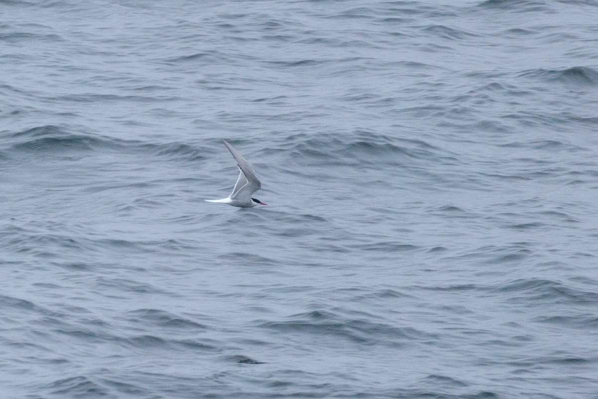 Arctic Tern - ML619554961