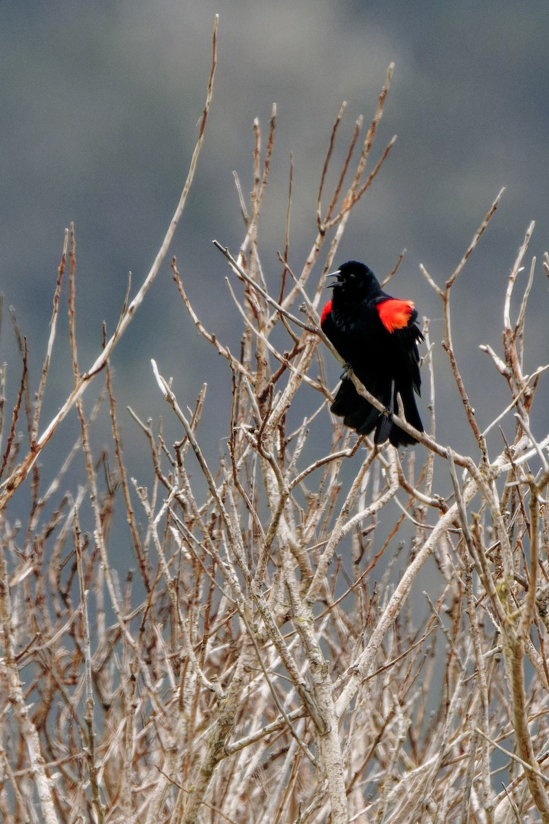 Red-winged Blackbird - ML619555057