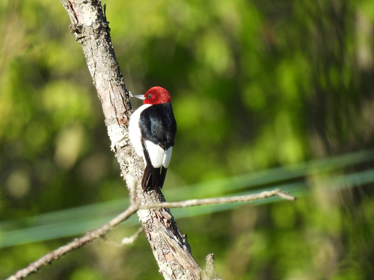 Red-headed Woodpecker - ML619555061