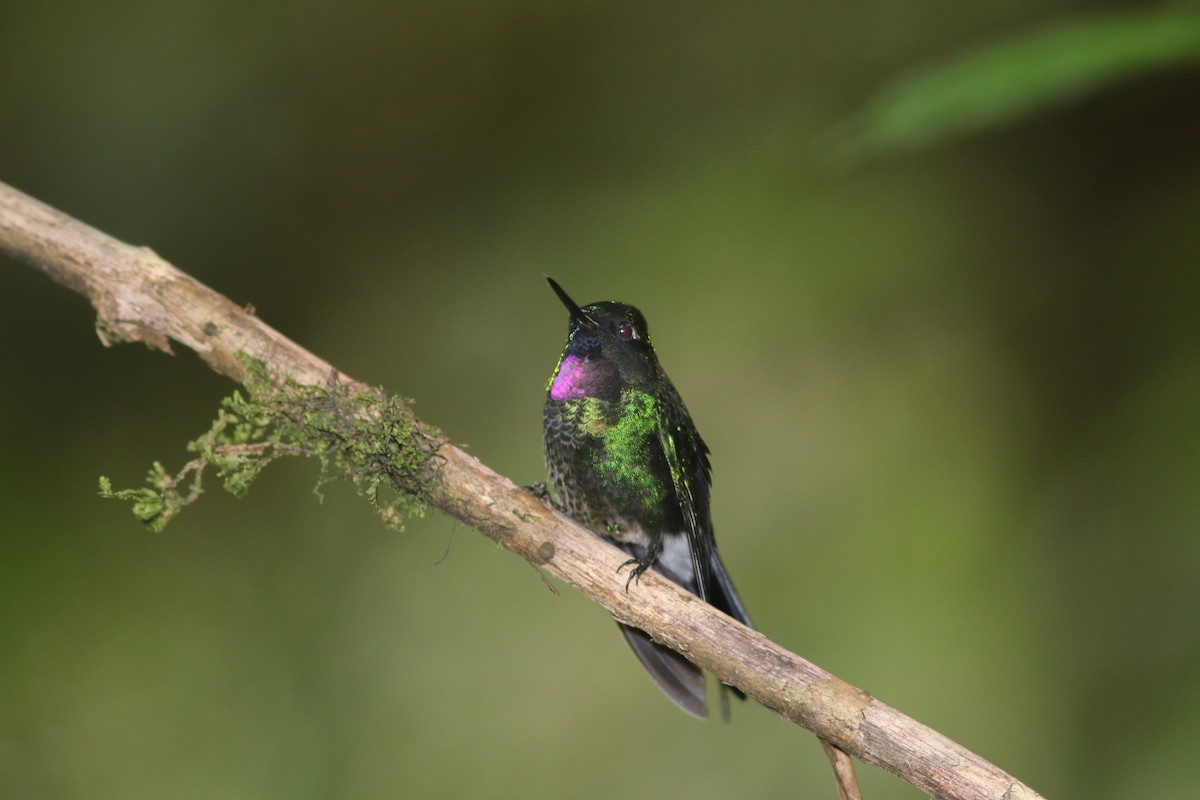 kolibřík turmalinový - ML619555109