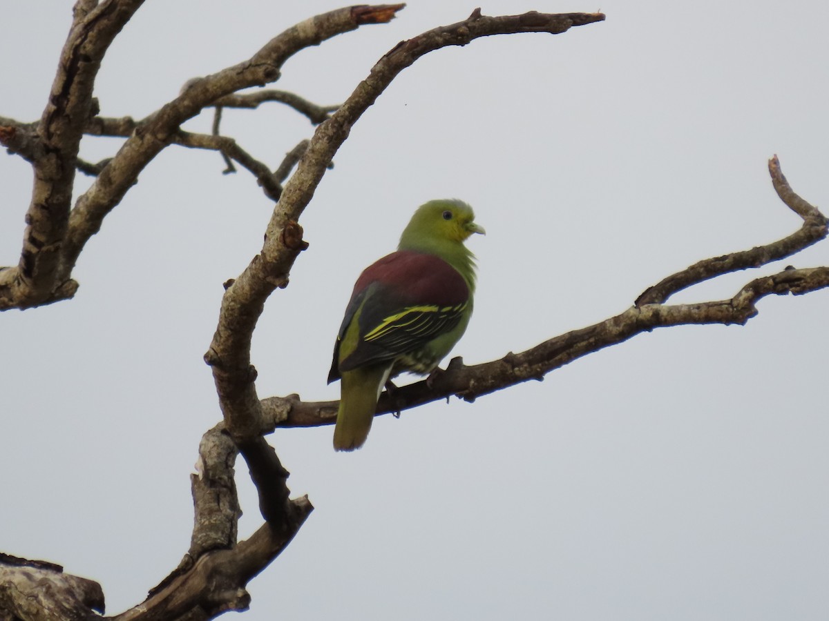 Sri Lanka Green-Pigeon - ML619555116