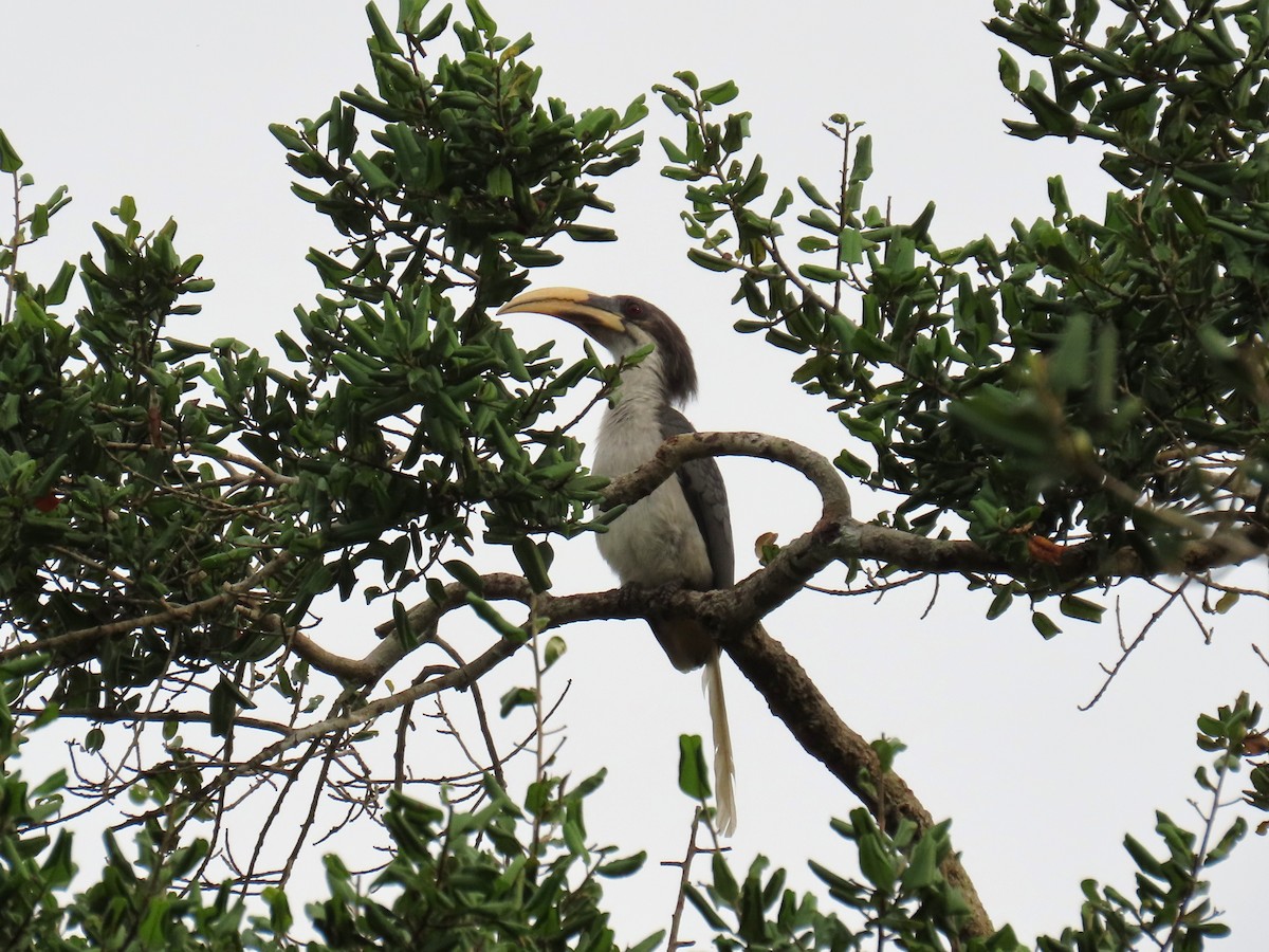 Sri Lanka Gray Hornbill - ML619555125
