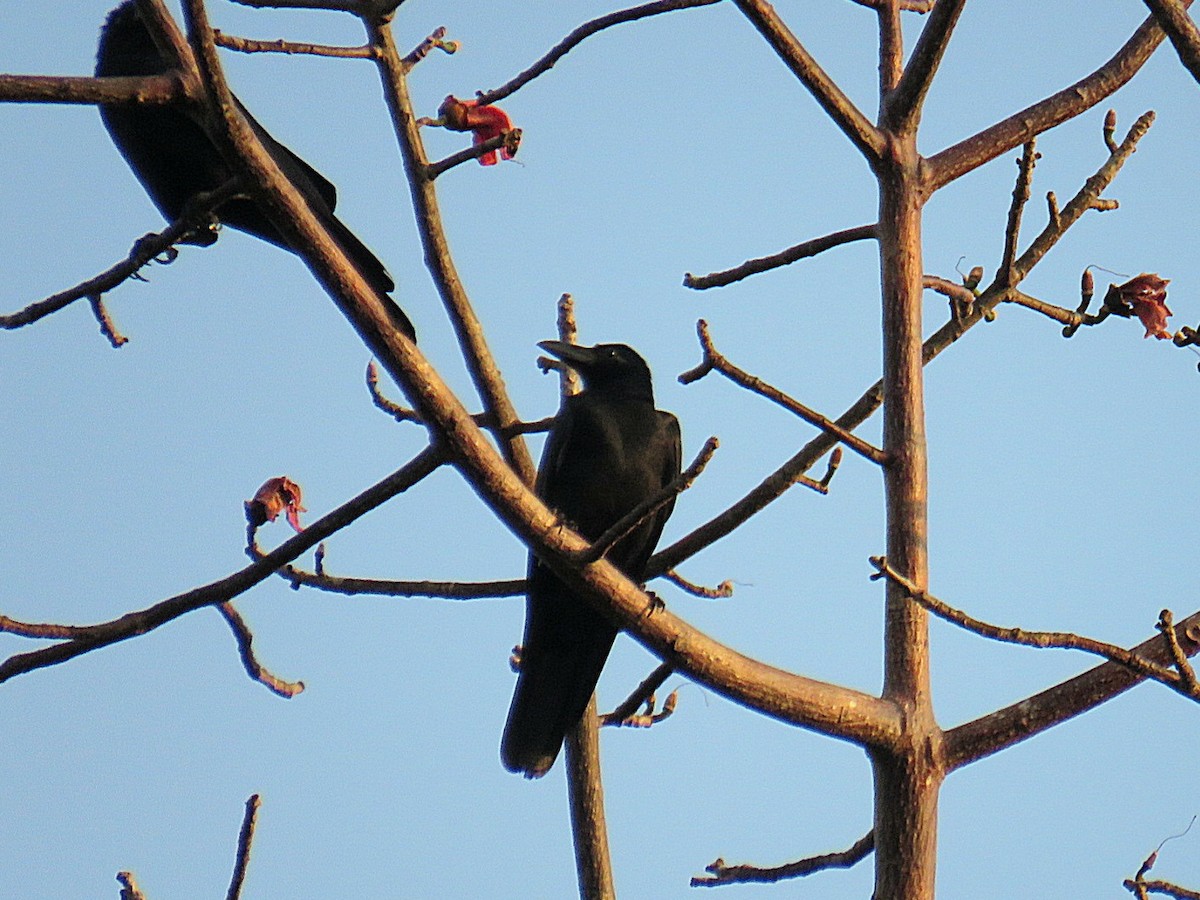 Large-billed Crow - ML619555153
