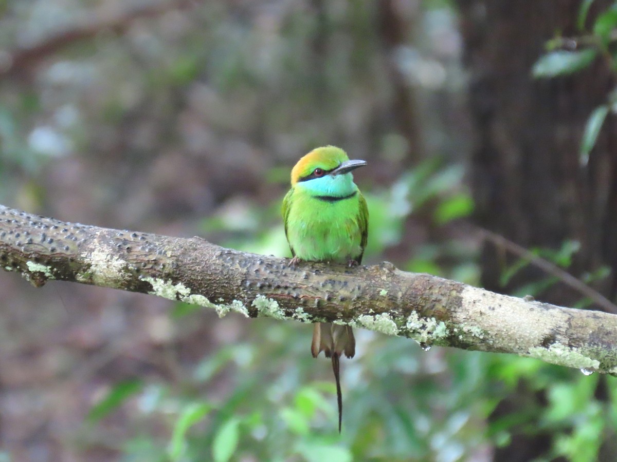 Asian Green Bee-eater - ML619555154