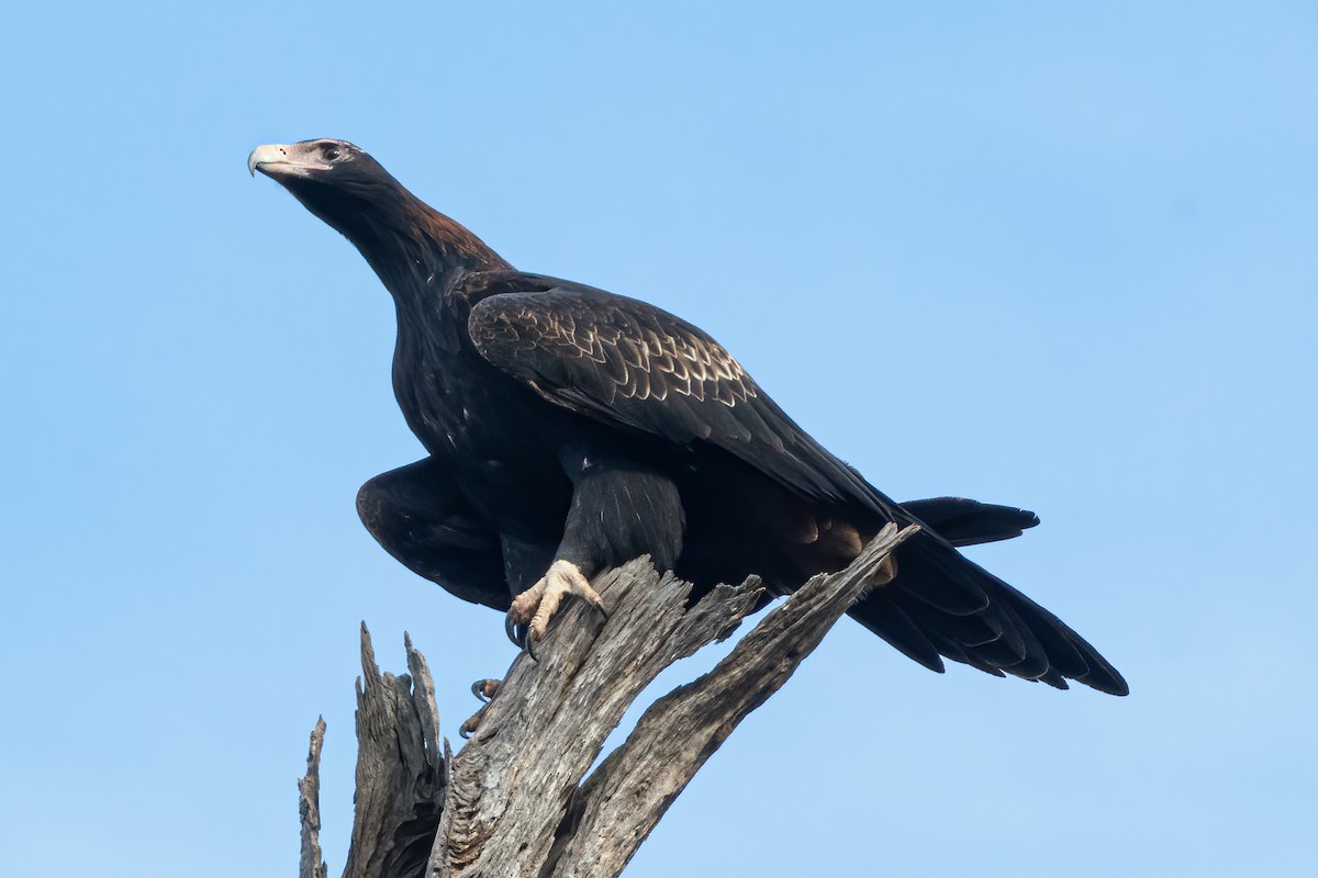 Wedge-tailed Eagle - ML619555165