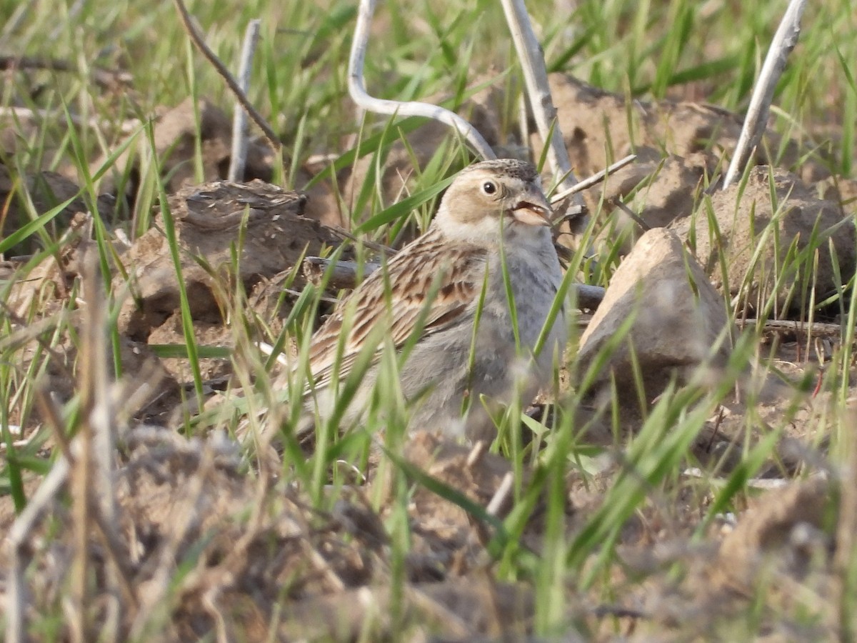 Thick-billed Longspur - ML619555170