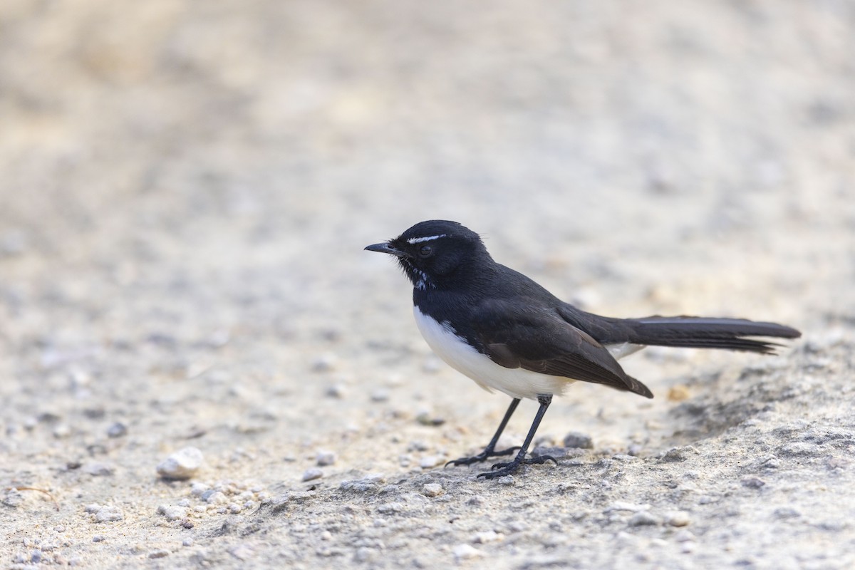 Willie-wagtail - ML619555174
