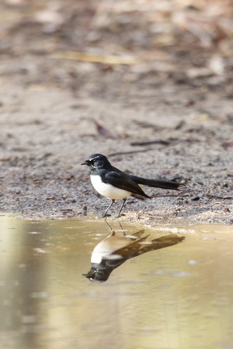 Willie-wagtail - ML619555181