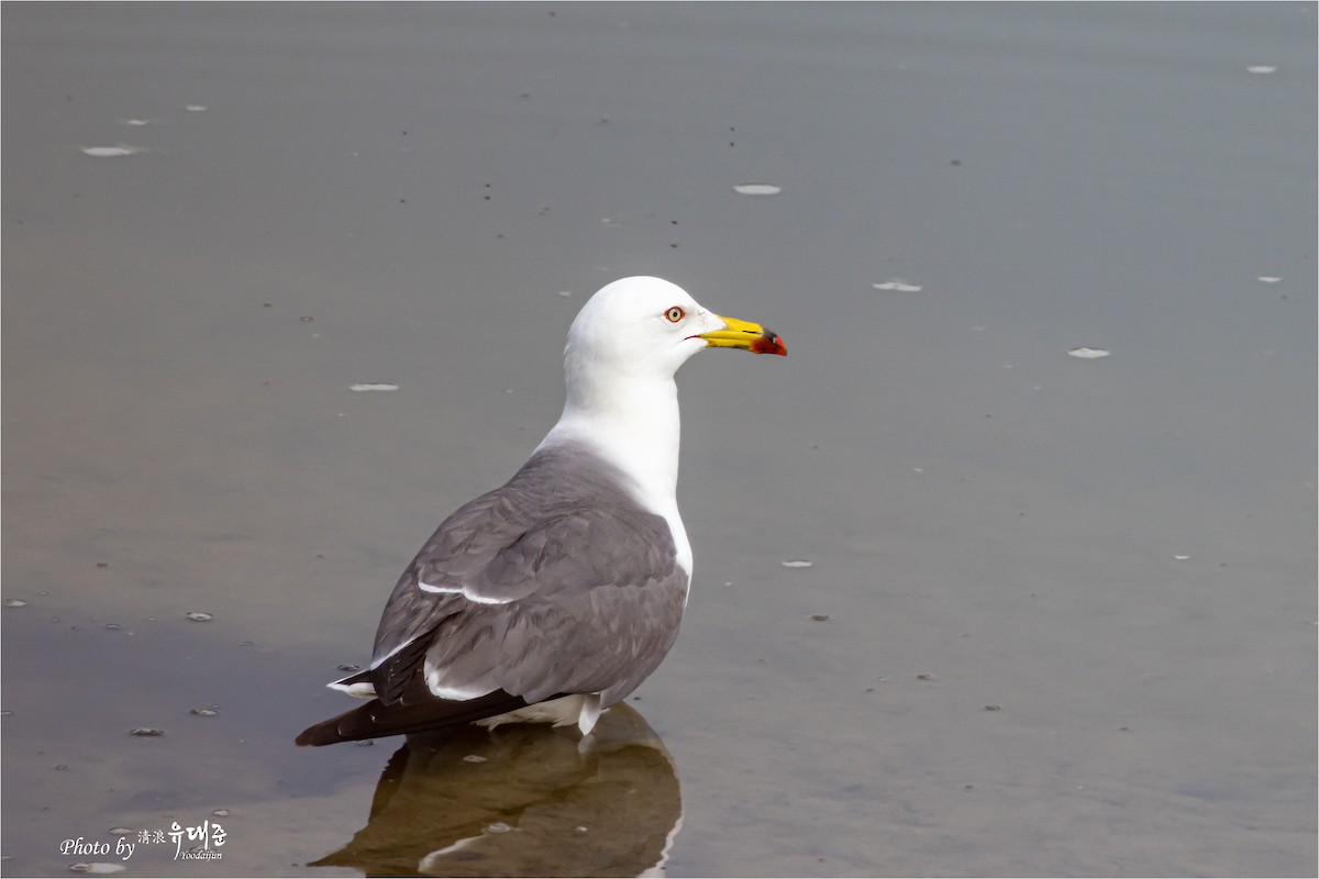 Black-tailed Gull - ML619555188