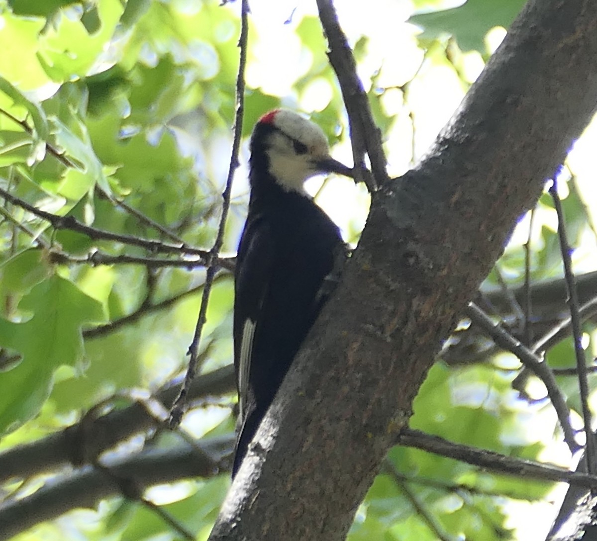 White-headed Woodpecker - ML619555218