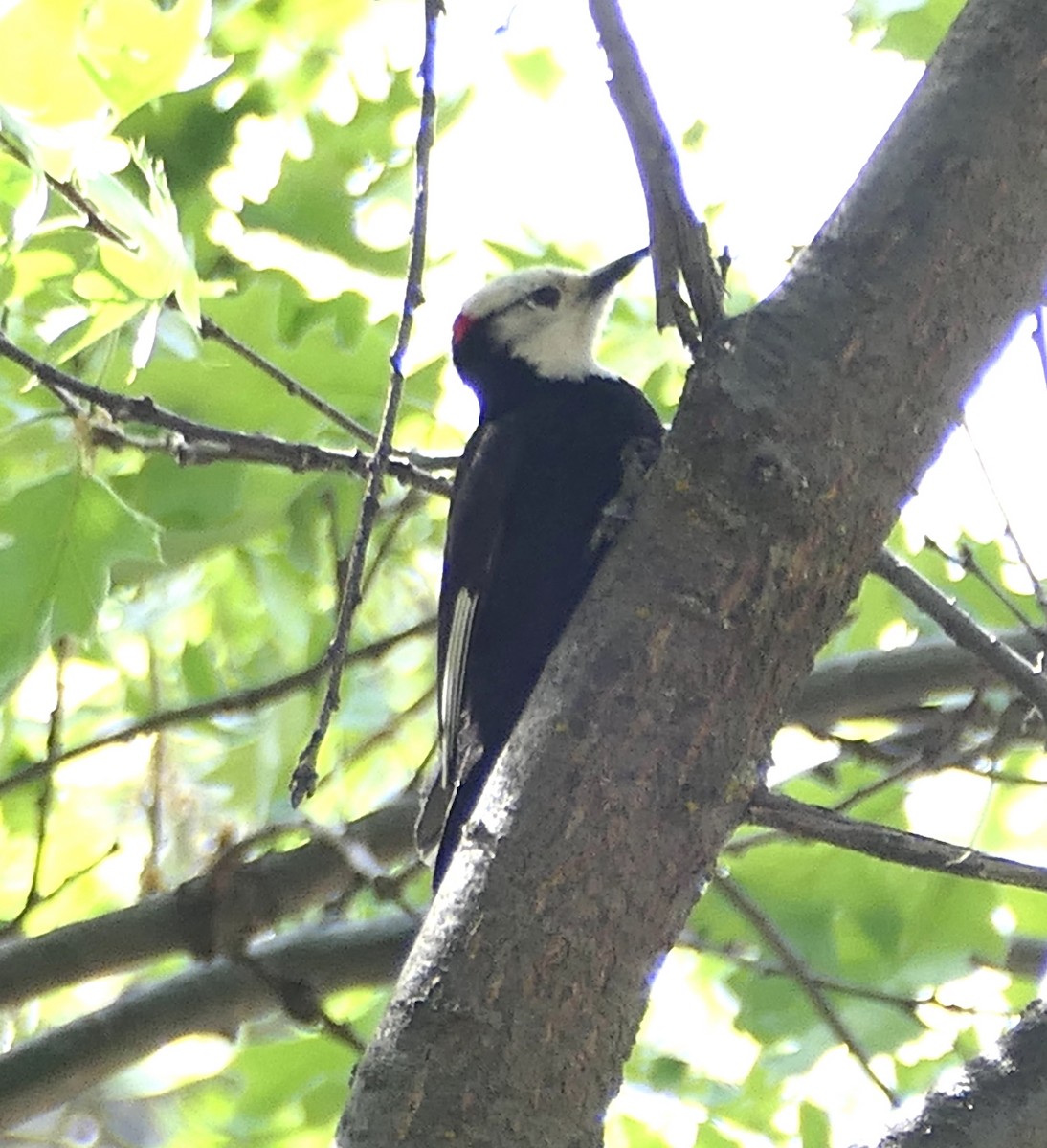 White-headed Woodpecker - ML619555219