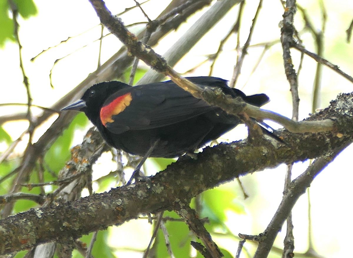 Red-winged Blackbird - ML619555236