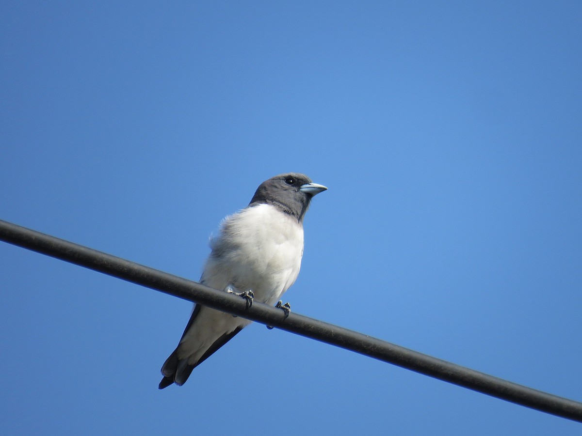 White-breasted Woodswallow - ML619555245