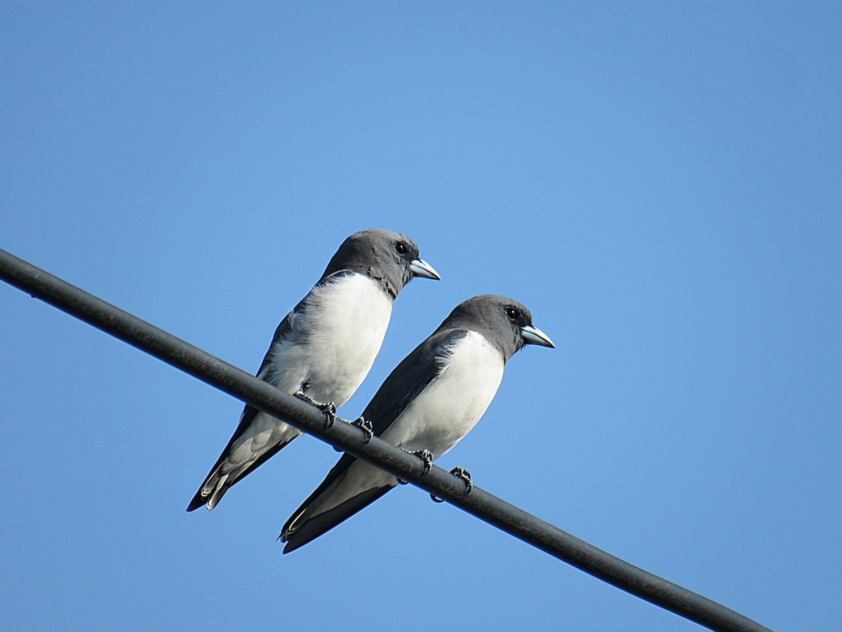 White-breasted Woodswallow - ML619555246