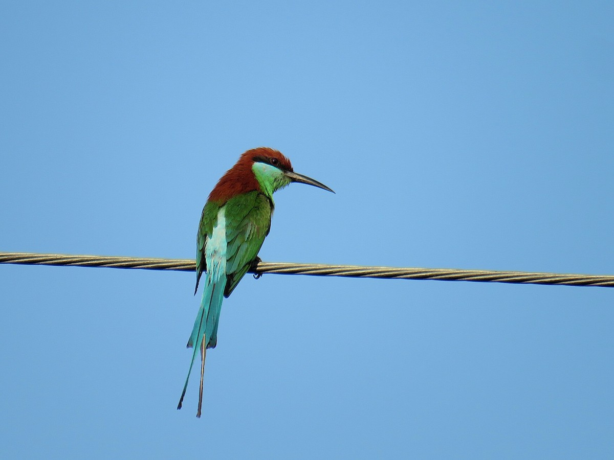 Rufous-crowned Bee-eater - ML619555273