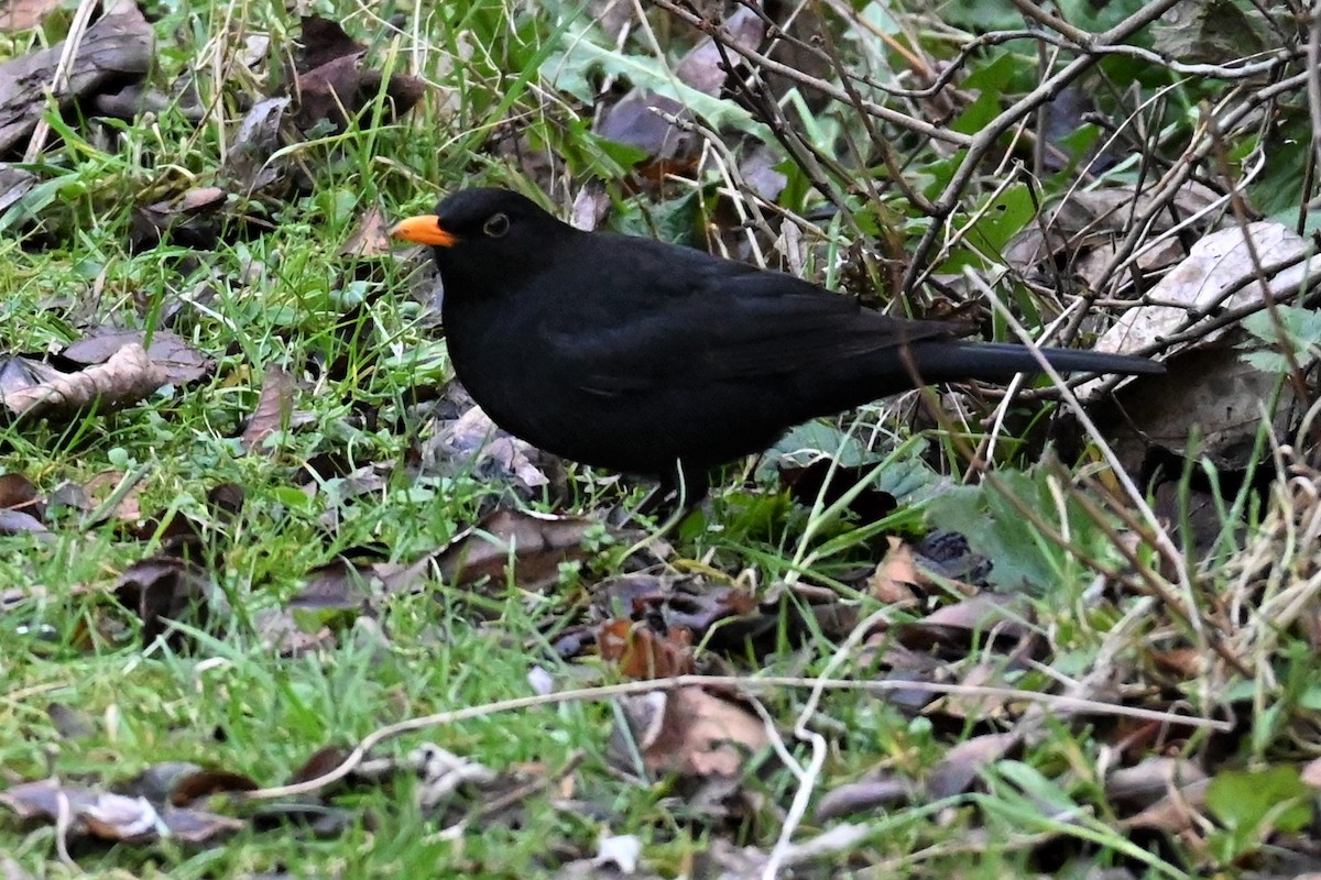 Eurasian Blackbird - ML619555277
