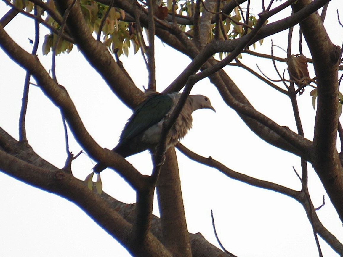 Green Imperial-Pigeon - ML619555304