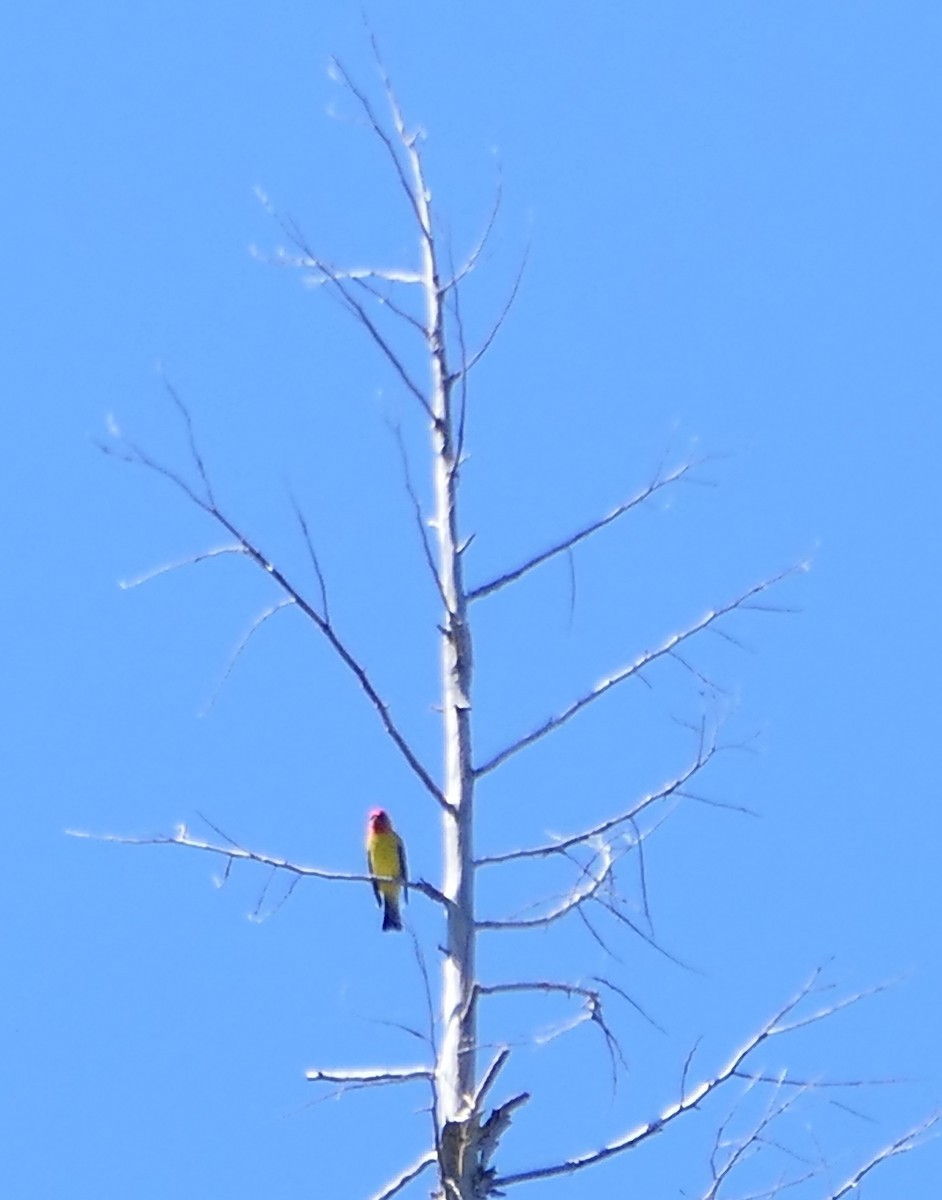 Western Tanager - ML619555316