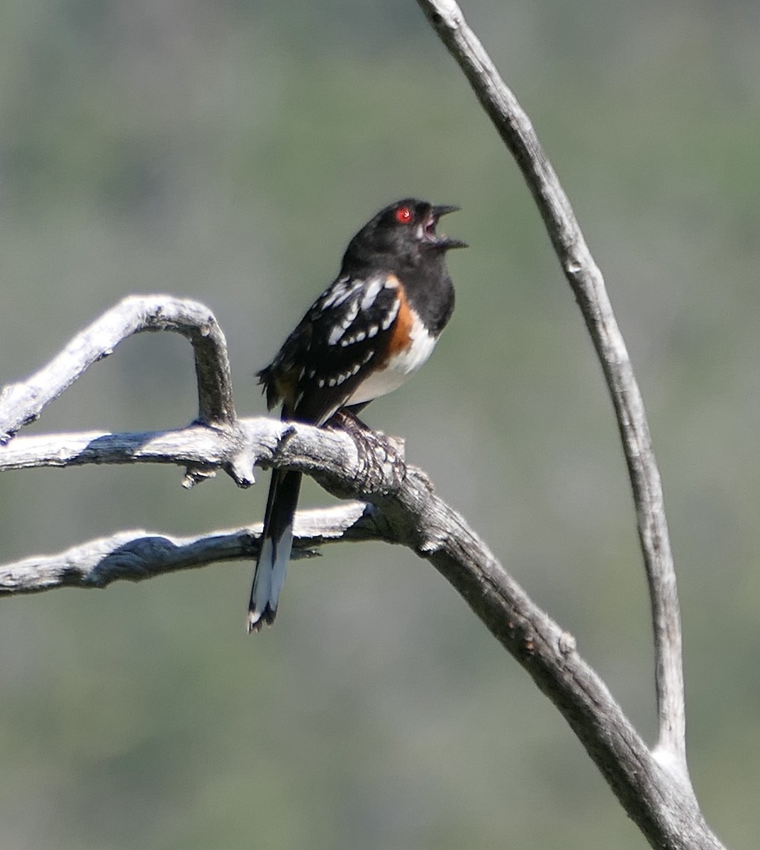 Spotted Towhee - ML619555322